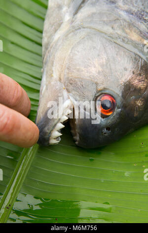 Ein schwarzer Piranha, Serrasalmus rhombeus, beim Fischen mit der künstlichen Köder aus der NEUE O-Fluss, Suriname, Südamerika Stockfoto