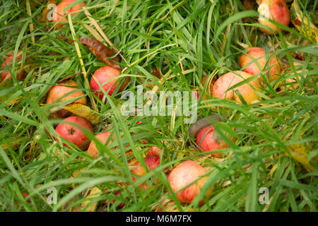 Windschlag Äpfel in einem alten Obstgarten, Lancashire, England North West England GB Stockfoto