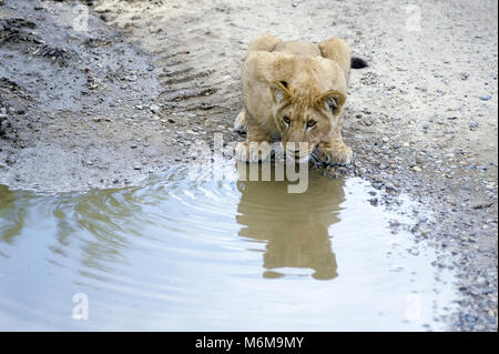 Löwe (Panthera leo) im Löwenpark in Givskud, Dänemark. August 2015, ist ein Zoo und Safari Park wurde 1969 eröffnet als Løveparken (Lion Park) nur mit Stockfoto