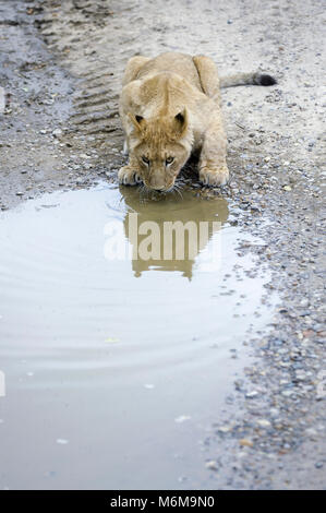 Löwe (Panthera leo) im Löwenpark in Givskud, Dänemark. August 2015, ist ein Zoo und Safari Park wurde 1969 eröffnet als Løveparken (Lion Park) nur mit Stockfoto