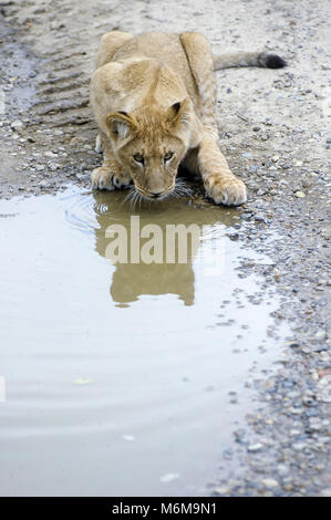 Löwe (Panthera leo) im Löwenpark in Givskud, Dänemark. August 2015, ist ein Zoo und Safari Park wurde 1969 eröffnet als Løveparken (Lion Park) nur mit Stockfoto