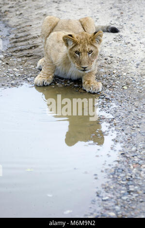 Löwe (Panthera leo) im Löwenpark in Givskud, Dänemark. August 2015, ist ein Zoo und Safari Park wurde 1969 eröffnet als Løveparken (Lion Park) nur mit Stockfoto