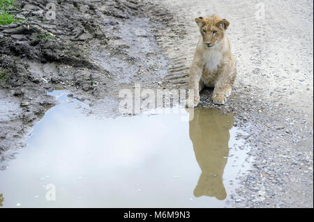 Löwe (Panthera leo) im Löwenpark in Givskud, Dänemark. August 2015, ist ein Zoo und Safari Park wurde 1969 eröffnet als Løveparken (Lion Park) nur mit Stockfoto