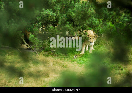 Löwe (Panthera leo) im Löwenpark in Givskud, Dänemark. August 2015, ist ein Zoo und Safari Park wurde 1969 eröffnet als Løveparken (Lion Park) nur mit Stockfoto