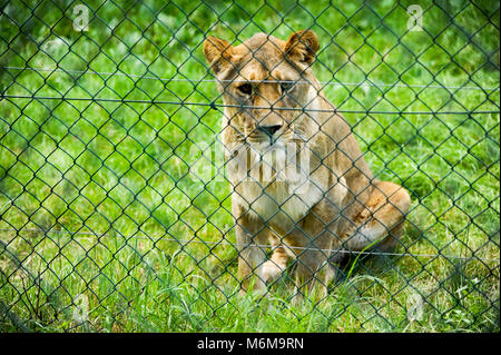 Löwe (Panthera leo) im Löwenpark in Givskud, Dänemark. August 2015, ist ein Zoo und Safari Park wurde 1969 eröffnet als Løveparken (Lion Park) nur mit Stockfoto