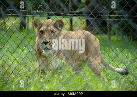 Löwe (Panthera leo) im Löwenpark in Givskud, Dänemark. August 2015, ist ein Zoo und Safari Park wurde 1969 eröffnet als Løveparken (Lion Park) nur mit Stockfoto