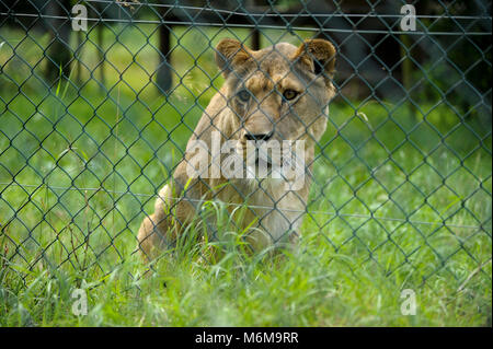 Löwe (Panthera leo) im Löwenpark in Givskud, Dänemark. August 2015, ist ein Zoo und Safari Park wurde 1969 eröffnet als Løveparken (Lion Park) nur mit Stockfoto