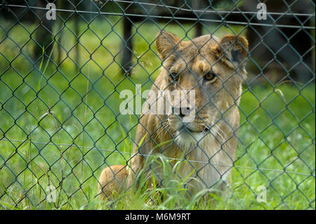 Löwe (Panthera leo) im Löwenpark in Givskud, Dänemark. August 2015, ist ein Zoo und Safari Park wurde 1969 eröffnet als Løveparken (Lion Park) nur mit Stockfoto