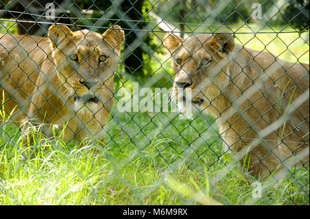 Löwe (Panthera leo) im Löwenpark in Givskud, Dänemark. August 2015, ist ein Zoo und Safari Park wurde 1969 eröffnet als Løveparken (Lion Park) nur mit Stockfoto