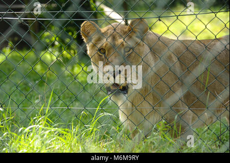 Löwe (Panthera leo) im Löwenpark in Givskud, Dänemark. August 2015, ist ein Zoo und Safari Park wurde 1969 eröffnet als Løveparken (Lion Park) nur mit Stockfoto