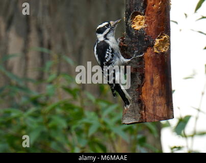 Downy Woodpecker hungrig nach etwas Essen wird von einem hausgemachten Holz- Bird Feeder in New York. Natürliche Wald Hintergrund. Einheimischer Arten nach Nordamerika. Clos Stockfoto