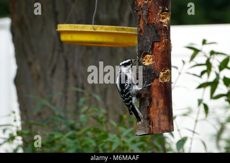 Downy Woodpecker hungrig nach etwas Essen wird von einem hausgemachten Holz- Bird Feeder in New York. Natürliche Wald Hintergrund. Einheimischer Arten nach Nordamerika. Breite Stockfoto