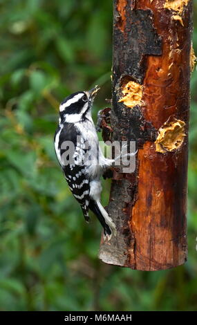 Downy Woodpecker hungrig nach etwas Essen wird von einem hausgemachten Holz- Bird Feeder in New York. Natürliche Wald Hintergrund. Einheimischer Arten nach Nordamerika. Vert Stockfoto