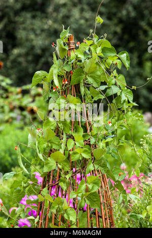 Gewöhnliche Bohnen, Phaseolus vulgaris, die auf Weidenstütze für Pflanzen im Gemüsegarten wachsen, Weidenbergsteiger-Garten Stockfoto