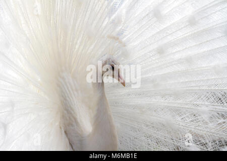 Weißer Pfau. Closeup Bild Stockfoto