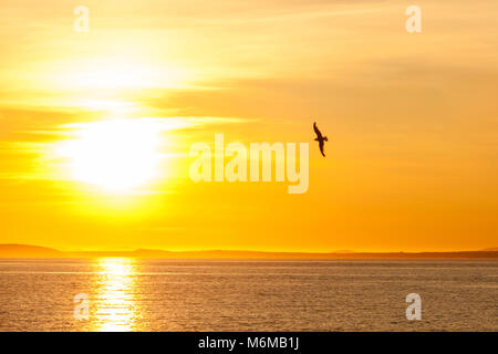 Einsame Möwe über dem Meer bei Sonnenuntergang fliegen. Hintergrund der dramatischen Golden Sky. Stockfoto