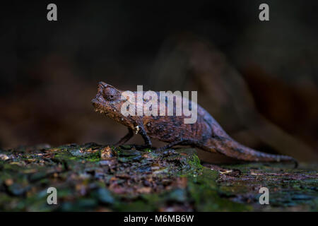 Braun blatt Chamäleon - Brookesia superciliaris, kleine schöne endemisch Chamäleons aus Madagaskar tropischen Wald. Camouflage. Stockfoto