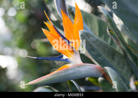 Kran Blume, Papegojblomma (Strelitzia reginae) Stockfoto