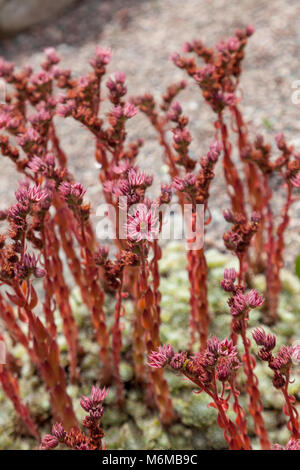 Hybrid Hennen und Küken, Taklök (Sempervivum x fauconnettii) Stockfoto