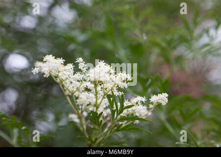 Elder, Fläder (Sambucus nigra) Stockfoto