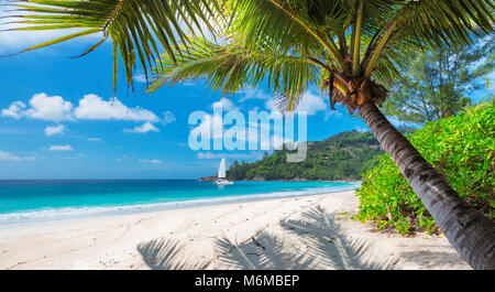 Tropischer Strand mit Palmen und ein Segelboot im Meer Stockfoto