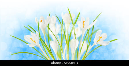 Frühling Blumen. Weiß blühenden Krokussen über glänzende blaue Himmel Hintergrund mit Freistellungspfad Stockfoto