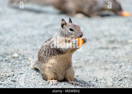 Östlichen graue Eichhörnchen essen Erdnuss in der Kalifornischen Küste, Big Sur. Stockfoto