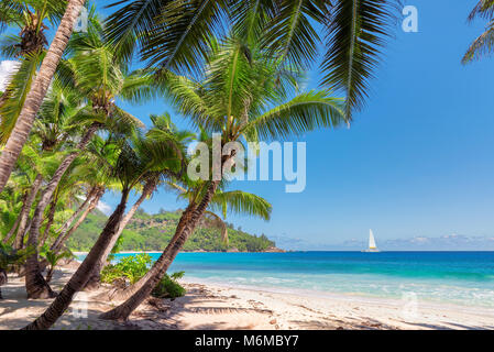 Sandstrand mit Palmen und ein Segelboot im türkisblauen Meer auf Paradise Island Stockfoto