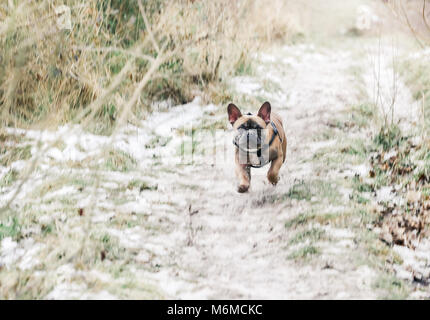 Fawn Französische Bulldogge auf einem Spaziergang in der Natur, UK. Stockfoto