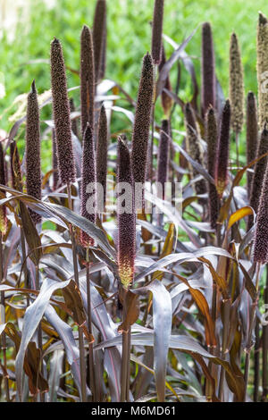 Pennisetum glaucum 'Purple Majesty' Stockfoto