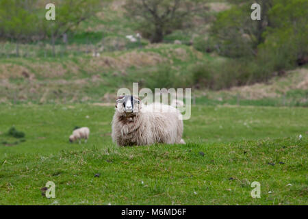 Schwarz konfrontiert Highland schaf Widder Stockfoto