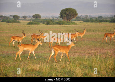 Uganda, Queen Elizabeth National Park, Impalas Stockfoto