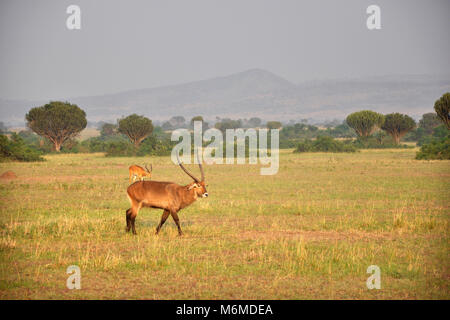 Uganda, Queen Elizabeth National Park, Impalas Stockfoto