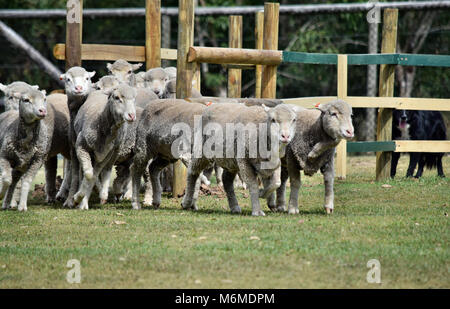 Austretende Schafe, Rinder Hund kelpie Jagen in der Landwirtschaft Bauernhof in Australien Stockfoto