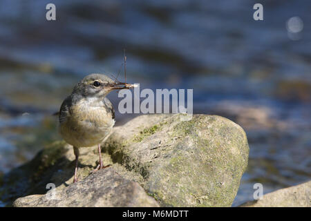 Nahaufnahme eines erwachsenen, grauen Bachstelzenvogels (Motacilla cinerea), der auf Felsen thront, in der Sommersonne am Wasserrand, Schnabel voller Insekten für hungrige Küken. Stockfoto