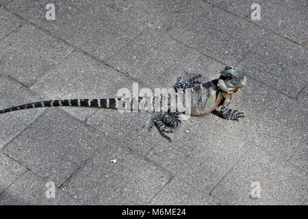 Die australische Eidechse eastern Water Dragon (Physignathus lesueurii) auf dem Bürgersteig Stadtzentrum in Brisbane, Queensland, Australien Stockfoto