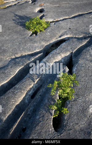 Kalkstein; Gang Barrows, Cumbria, Großbritannien Stockfoto