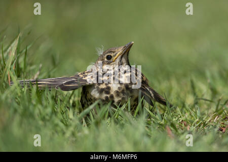 Turdus viscivorus Mistle Thrush;; junge Yorkshire, UK Stockfoto