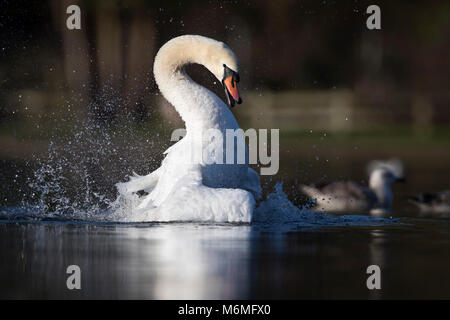 Höckerschwan Cygnus olor; Single Baden Cornwall, UK Stockfoto