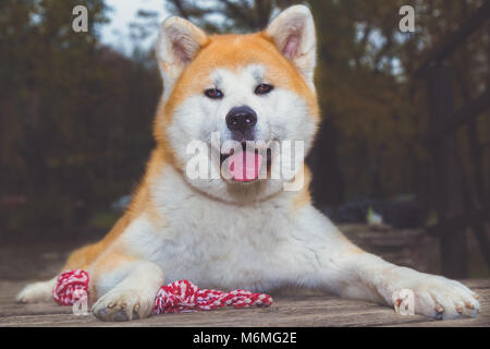 Portrait von Akita Inu Hund im Freien Stockfoto