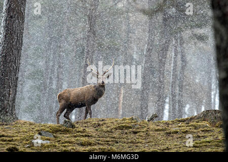 Red Deer; Cervus elaphus Single; Hirsch in Schnee Schottland; VEREINIGTES KÖNIGREICH Stockfoto