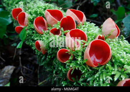 Scarlet Elf Cup; Sarcoscypha cocinea auf Moosigen Log Cornwall wachsen; UK Stockfoto