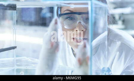 Medizinische Forschung Wissenschaftler untersucht Labor Mäuse gehalten in einem Glaskäfig. Sie arbeitet in einem Labor. Stockfoto