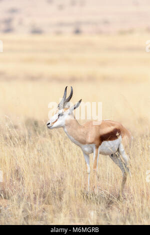 Springbock (Antidorcas Marsupialis) im Grünland, Mountain Zebra National Park, Provinz Eastern Cape, Südafrika Stockfoto