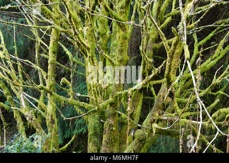 Moos bedeckt Äste Stockfoto