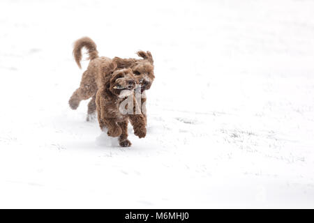 Zwei Schokolade cockerpoos Chase spielt mit einem Stock in den Schnee. Platz für Ihren Text. Stockfoto