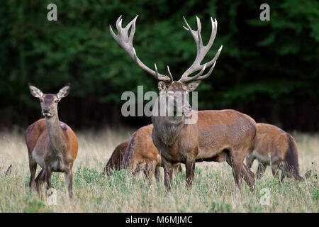 Red Deer (Cervus elaphus) Rothirsch mit riesigen geweihen Herding hinds am Waldrand während der Brunft im Herbst Stockfoto