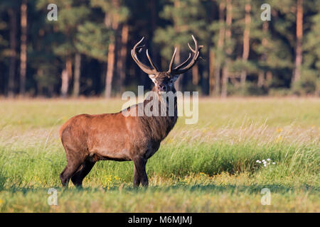 Red Deer (Cervus elaphus) Rothirsch im Feld am Waldrand während der Brunft im Herbst Stockfoto