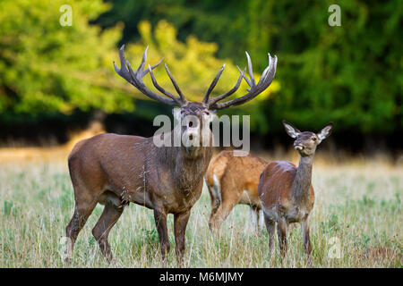 Red Deer (Cervus elaphus) Hinds und Hirsch Gebrüll im grünland am Waldrand während der Brunft im Herbst Stockfoto