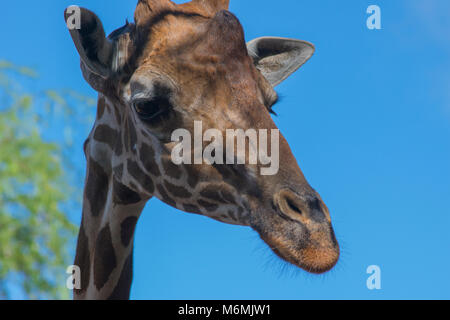 Giraffe close up in Hawaii. Stockfoto